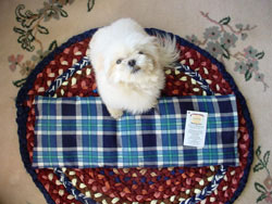 You will love this heating pad as much as your dog