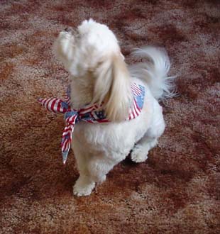 Americana Dog pet bandana