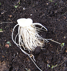 Planting onions