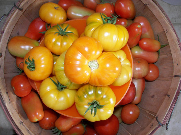 Tomatoes Harvest